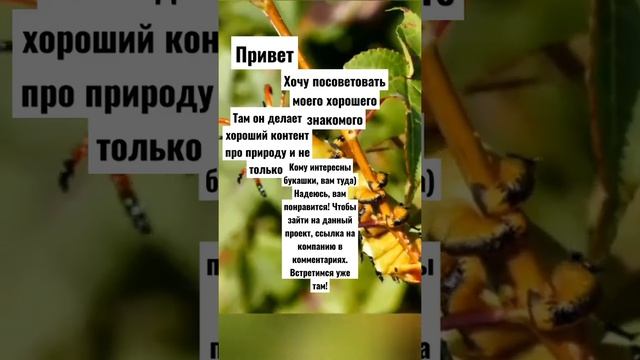 Entosi крут! #НемногАБлогА #Энтомология #биология #топ #тренлы #а4 #совет #реклама #интересно #факт смотреть онлайн