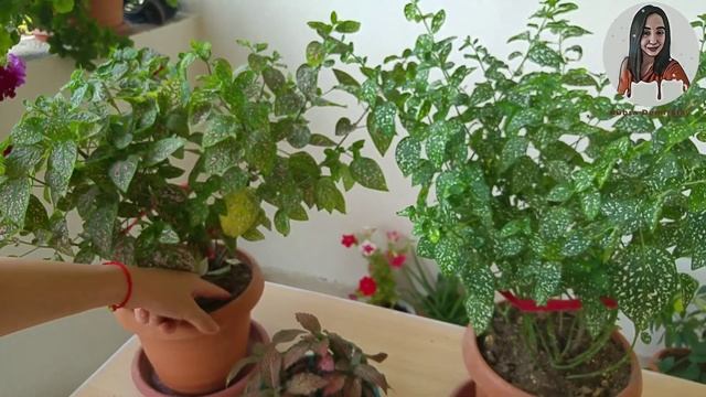 Fittonia ( fittonia hypoestes ) bakımı ve çoğaltılması 2 смотреть онлайн