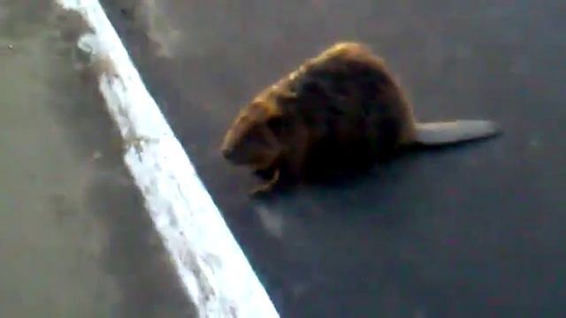 Саша, это бобёр! смотреть онлайн