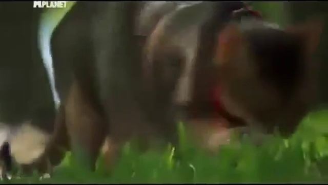 Абиссинская порода необычные повадки для кошки смотреть онлайн