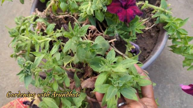 Petunia plant care in spring season смотреть онлайн
