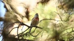 Пение репела / коноплянка /