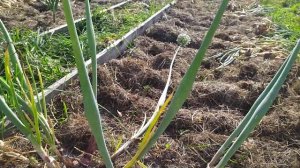 Истобенский это лук шалот , а не репка