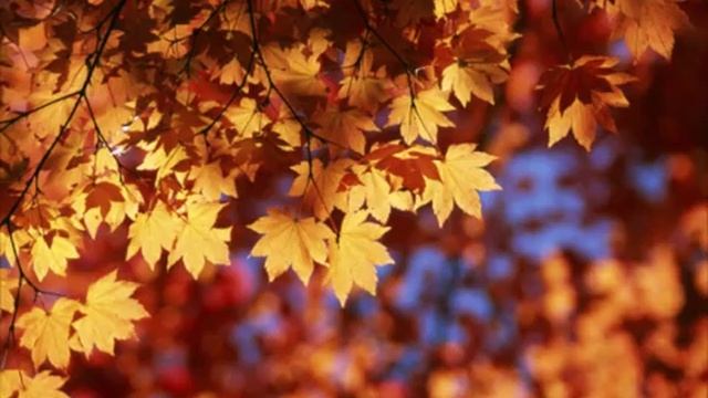 О больная прекрасная осень... смотреть онлайн