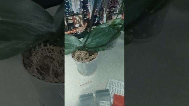 Последняя обработка от клеща японскими препаратами! смотреть онлайн