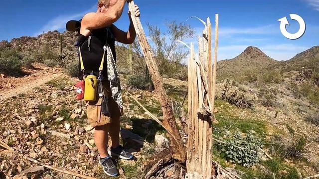 Walking sticks made out of fallen saguaro cactus- LivAbility Magazine смотреть онлайн