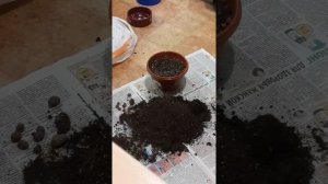 пересадка Крестовник Роули