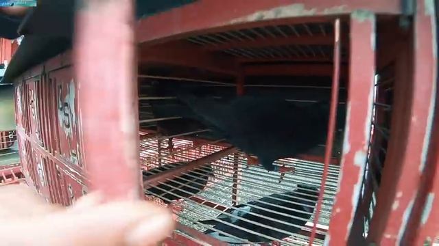 Peran Penting Utama Joki Burung Merpati Agar Merpatinya Menjadi Yang Terbaik смотреть онлайн