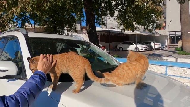 Mother cat and her kitten sitting over the car are so cute смотреть онлайн