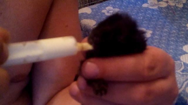 Вскармливание новорожденных крольчат детским питанием Малютка 3 смотреть онлайн