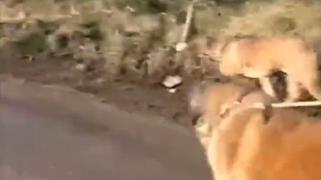 leonberger boerboel pooches in durris forest смотреть онлайн