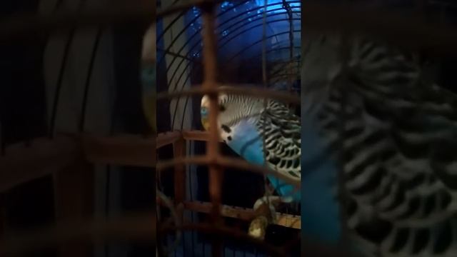Как ухаживать за попугаями ви узнаете больше смотреть онлайн