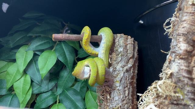 Green Tree Python Feeding (4K UHD) Lightning Quick Strike смотреть онлайн