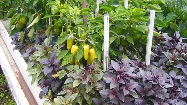 Совместимость овощей на грядке | Дачные советы смотреть онлайн