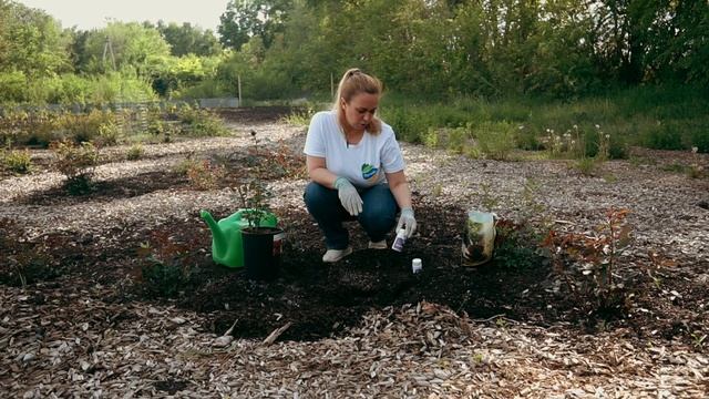 Сажаем розы все лето легко с Органик Микс! смотреть онлайн