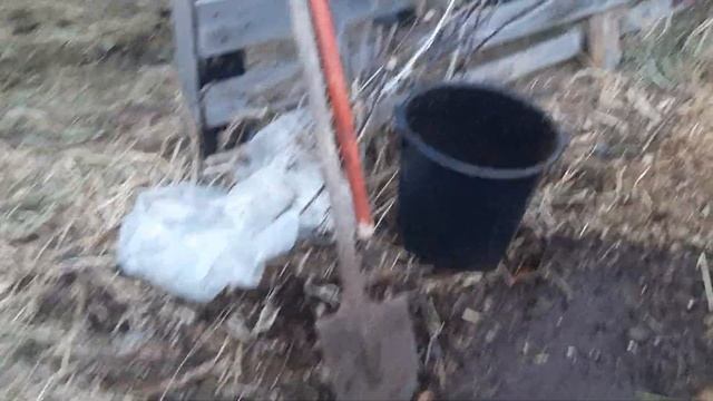 Конский навоз бесплатно. Приезжай нагружай. смотреть онлайн