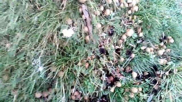 Лебідь втомився перед рибалкою на окунців смотреть онлайн