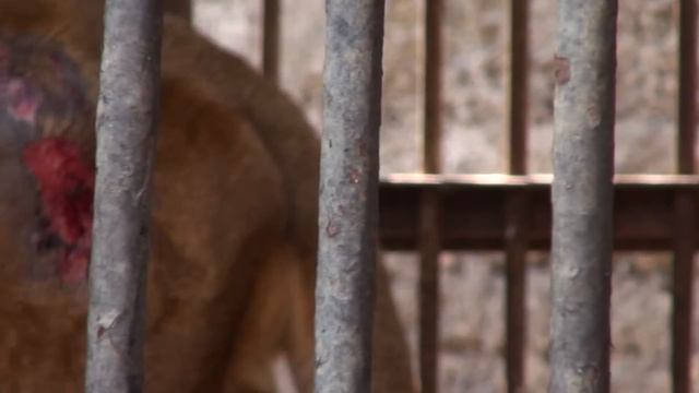 лев в Ереванском зоопарке смотреть онлайн