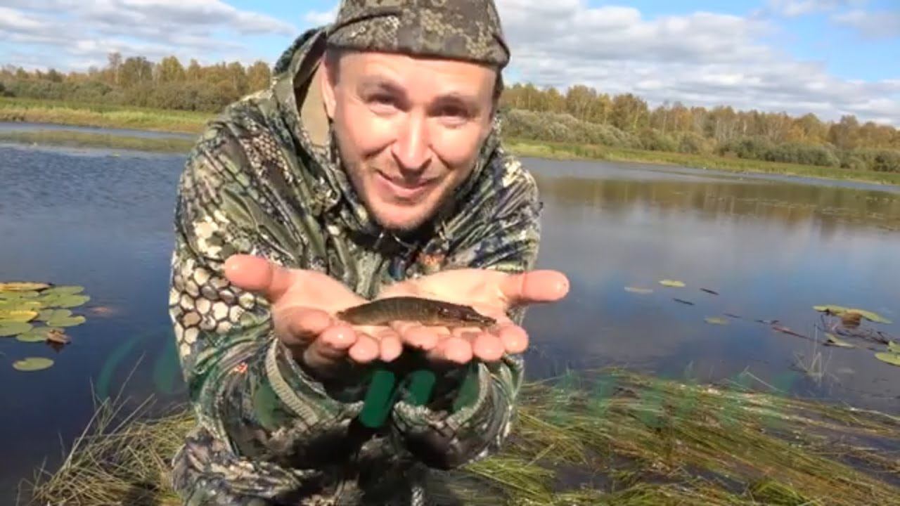 Канадский рис / Как высеивать дикий рис \ Биотехния #5 смотреть онлайн