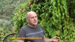 Лимонник китайский