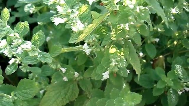 Melissa_officinalis_MELISSE_ethnoplants смотреть онлайн