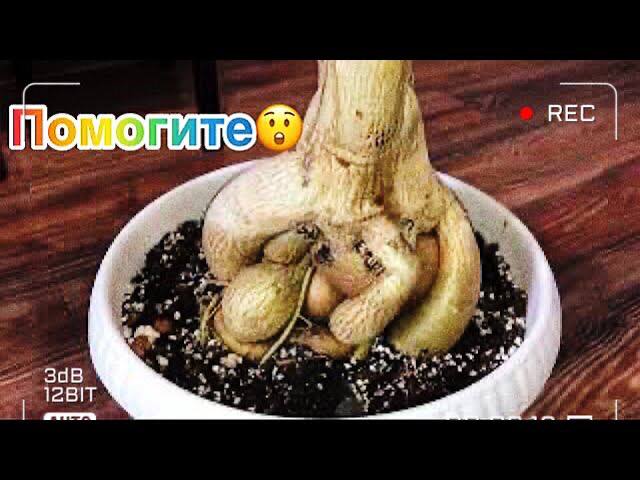 Помогите! Отвалился корень у Адениума смотреть онлайн