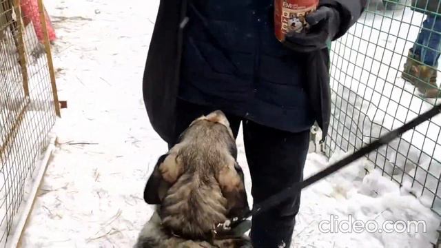 Самая красивая собака ряда: её просто нужно очень сильно любить... смотреть онлайн