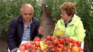 ? ВКУСНЫЙ ГИБРИД ТОМАТА - Малиновый Смак F1