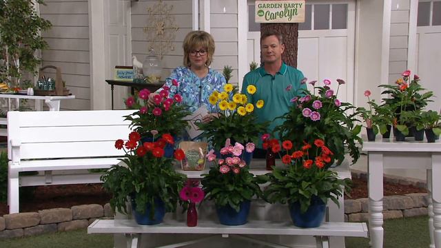 Roberta's 6-Piece Super Sweet Hardy Gerber Daisies on QVC смотреть онлайн