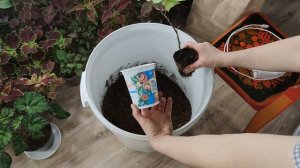 ИПОМЕЯ БАТАТ. КАК СОХРАНИТЬ ЗИМОЙ И РАЗМНОЖИТЬ?