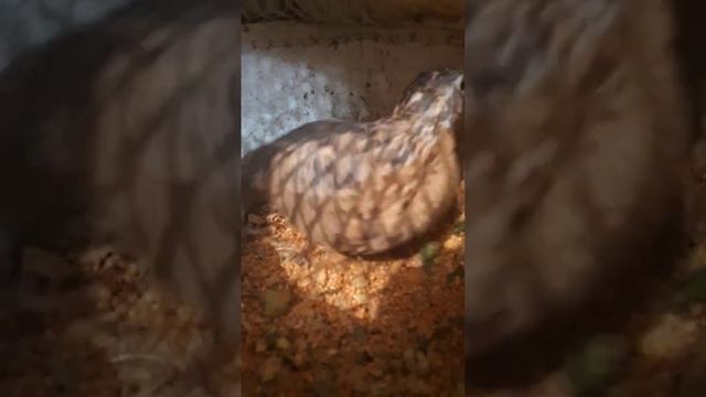 самка дикая перепела смотреть онлайн