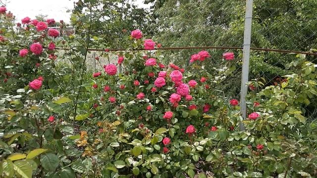 Плетистая роза Салма эс Сед .Питомник роз Полины Козловой rozarium.biz смотреть онлайн