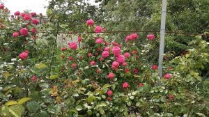 Плетистая роза Салма эс Сед .Питомник роз Полины Козловой rozarium.biz