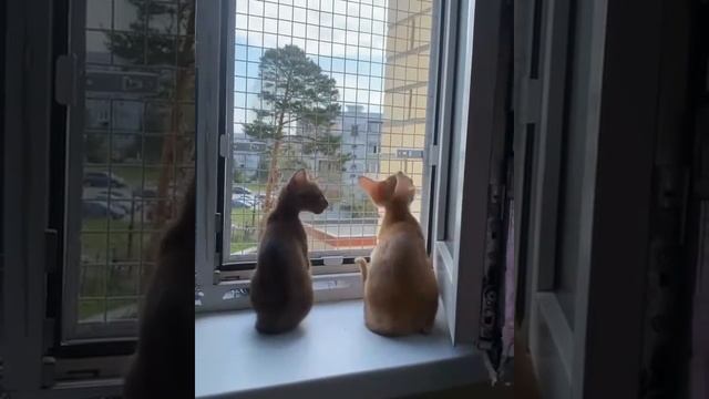 Антикошка на окно, решетка антикошка смотреть онлайн