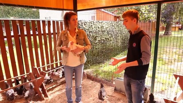 Разведение кур от цыпленка до взрослой несушки (сентябрь 2017, канал "Домашние животные") смотреть онлайн