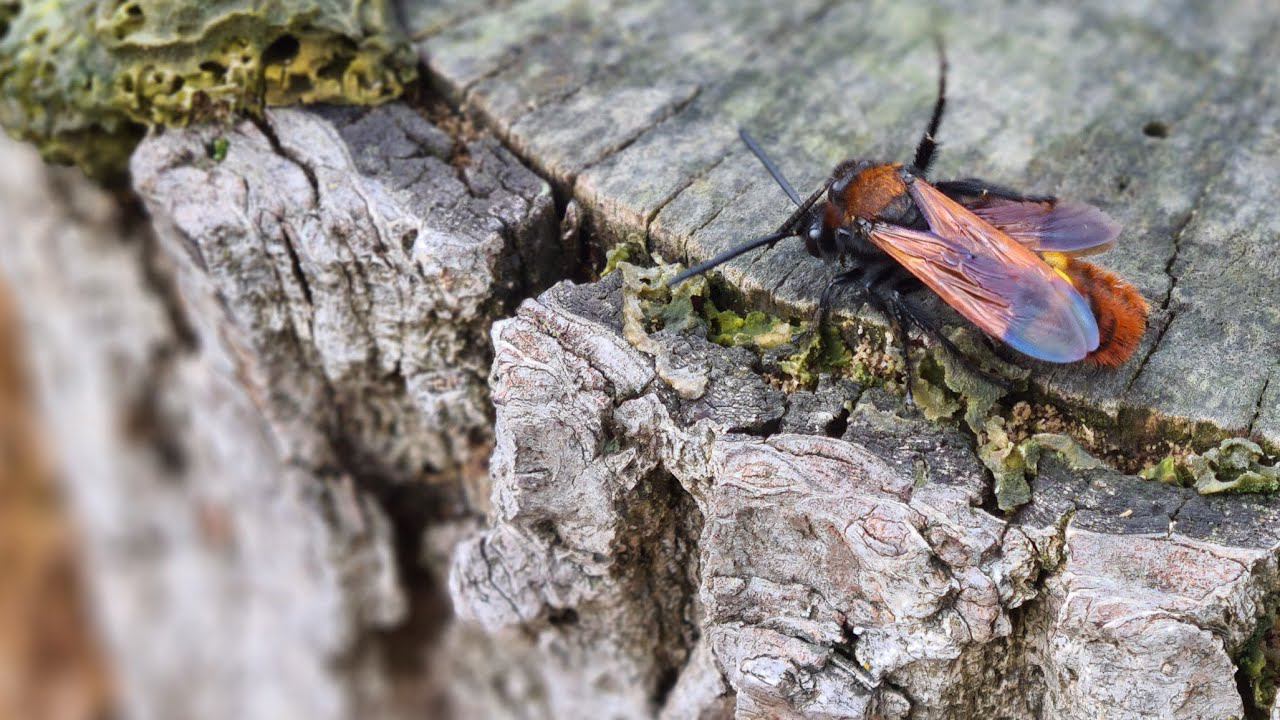 Утренний Эфир