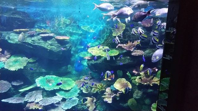 Океанариум. Таиланд. смотреть онлайн