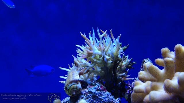 Аквариум, Релакс?Антистресс музыка, медитация?Anti Stress Music, Relax, Meditation #5 смотреть онлайн