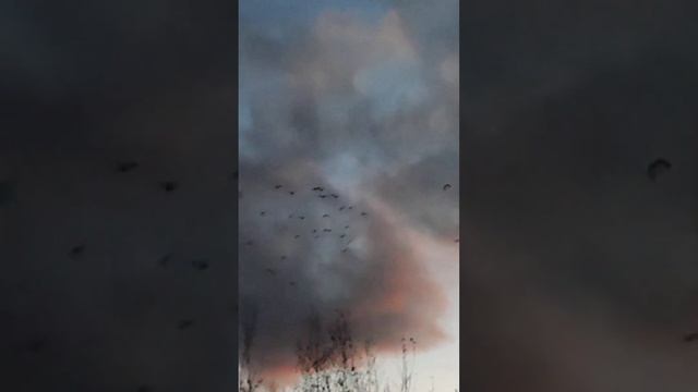 гуси летят на юг смотреть онлайн