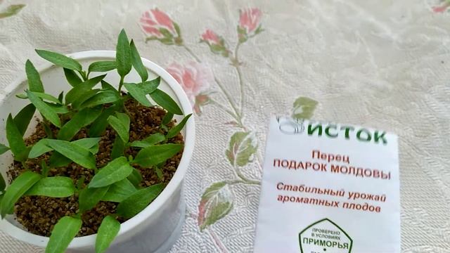 Перцы. Подарок Молдовы. Всходы. смотреть онлайн