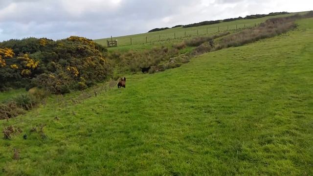 Cocker spaniel, springer spaniel and black Russian terrier смотреть онлайн