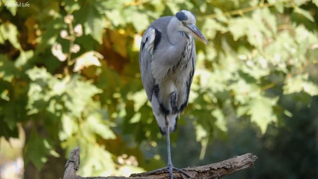 Успокаивающая музыка для нервов ? лечебная музыка для сердца и сосудов, релакс, музыка для души #55