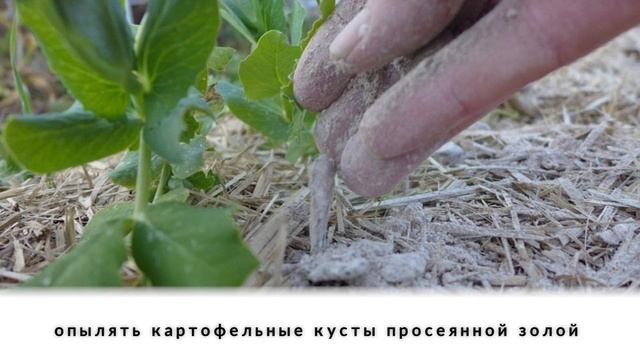 6 самых экономных способов борьбы с колорадским жуком смотреть онлайн