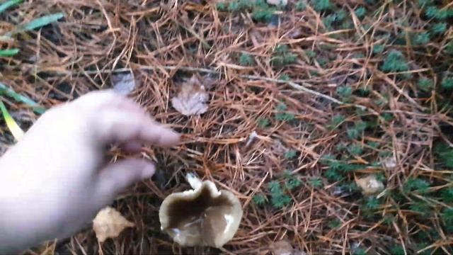 РЫЖИКИ ЕЩЁ ЕСТЬ ! Грибная прогулка по ноябрьскому лесу ! Грибы 2020 ! смотреть онлайн