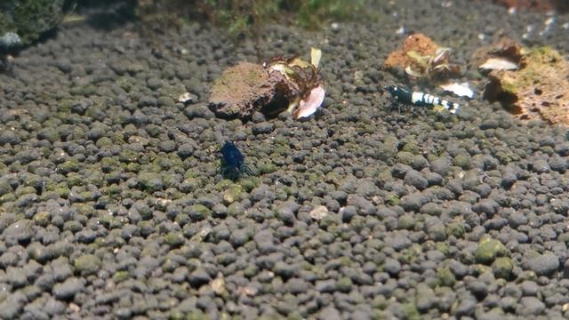 Креветки Тайвань смотреть онлайн