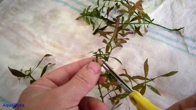 Людвигия не растет. Причина? смотреть онлайн