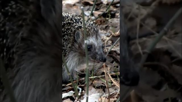 #shorts Ёжик в лесу