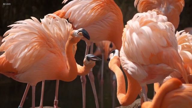 Pink Flamingos - 4K Video - Flamingo Bird Collection With Relaxing Music