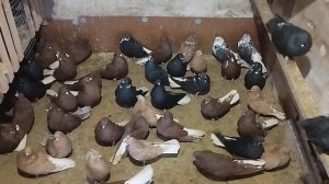 Аюта, Мариупольские голуби, в гостях у Романа