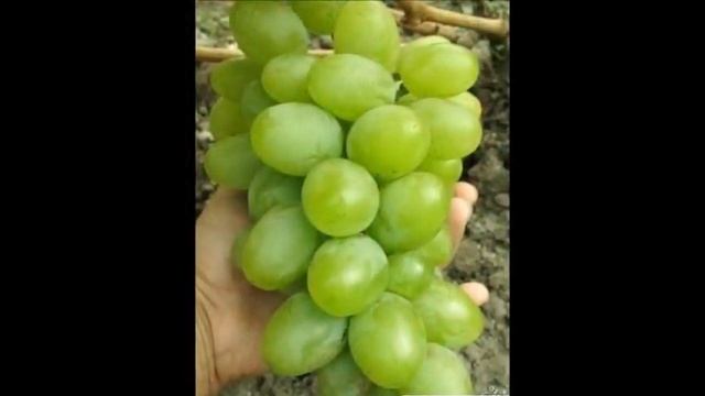 Саженцы винограда от производителя- почтой ...Сорта в наличии смотреть онлайн